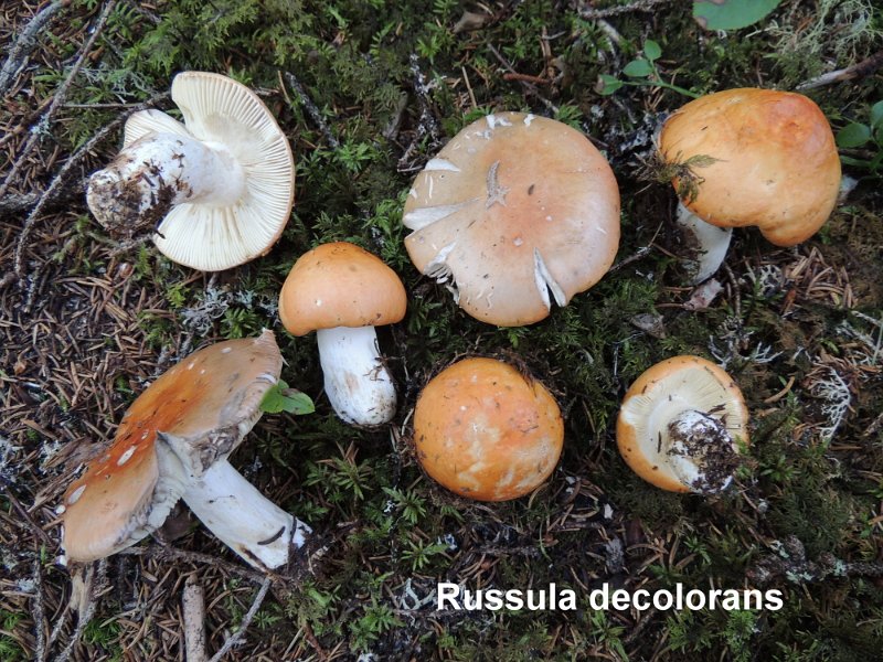 Russula decolorans-amf2142-2.jpg - Russula decolorans ; Nom français: Russule orangée grisonnante